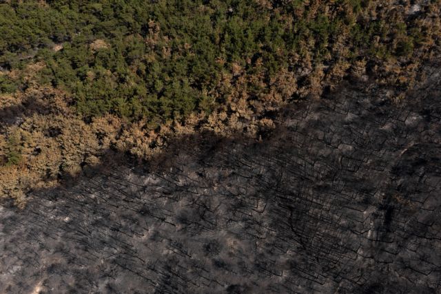 Απίστευτη ανατροπή στη Δαδιά: Η φύση παίρνει ξανά ζωή και οι αριθμοί συγκινούν! 1 Απίστευτη ανατροπή στη Δαδιά: Η φύση παίρνει ξανά ζωή και οι αριθμοί συγκινούν! - NewsPoint.gr