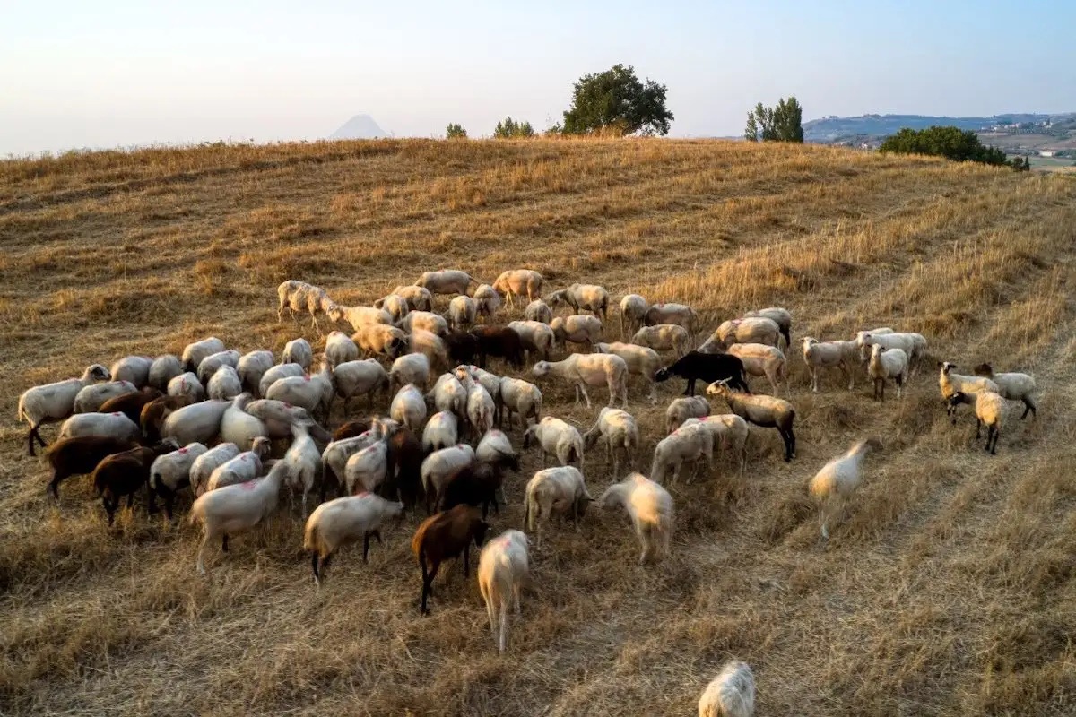 Σοκ στην ελληνική κτηνοτροφία: Ασύλληπτος αριθμός αιγοπροβάτων θανατώθηκαν λόγω ευλογιάς – Δείτε τα συγκλονιστικά δεδομένα 19 Σοκ στην ελληνική κτηνοτροφία: Ασύλληπτος αριθμός αιγοπροβάτων θανατώθηκαν λόγω ευλογιάς – Δείτε τα συγκλονιστικά δεδομένα - NewsPoint.gr