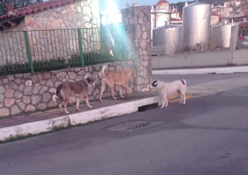 Σοκ στα Δερβενοχώρια: 7χρονο παιδί στο χειρουργείο μετά από επίθεση αδέσποτων – Η ιστορία που συγκλονίζει 19 Σοκ στα Δερβενοχώρια: 7χρονο παιδί στο χειρουργείο μετά από επίθεση αδέσποτων – Η ιστορία που συγκλονίζει - NewsPoint.gr