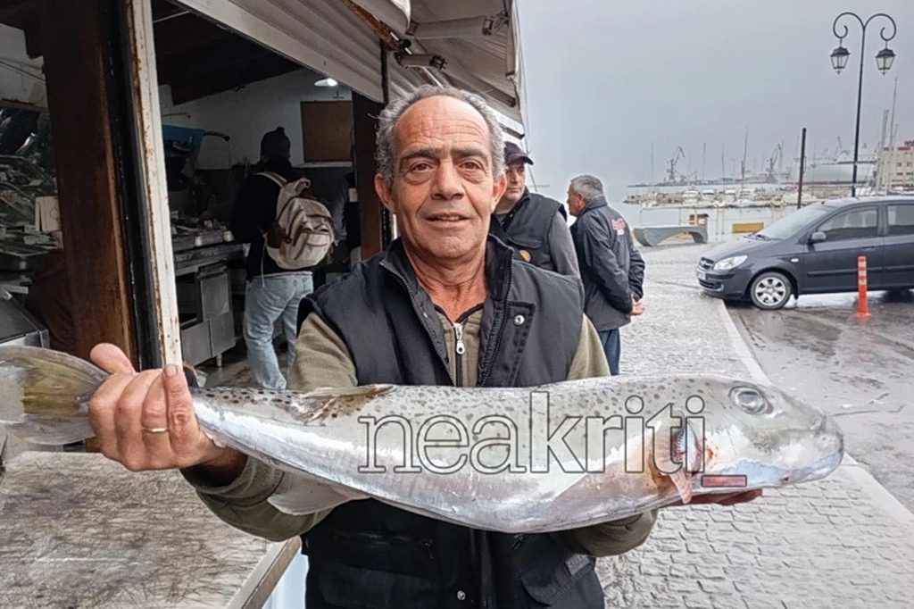 Σοκ στην Κρήτη: Τεράστιος λαγοκέφαλος 8 κιλών εντοπίστηκε – Γιατί οι ψαράδες ζουν με τον φόβο - NewsPoint.gr