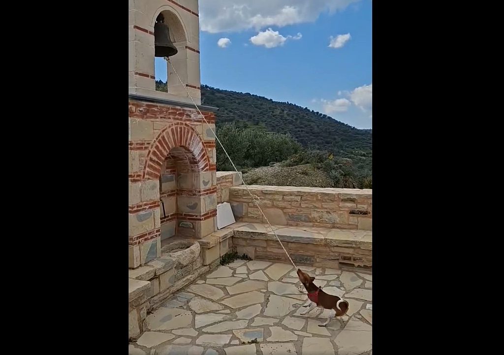 Απίστευτο σκηνικό στην Κρήτη: Σκύλος χτυπάει την εκκλησιαστική καμπάνα και κατακτά το διαδίκτυο! 12 Απίστευτο σκηνικό στην Κρήτη: Σκύλος χτυπάει την εκκλησιαστική καμπάνα και κατακτά το διαδίκτυο! - NewsPoint.gr