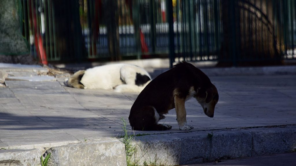Απίστευτο σοκ στην Πυλαία: Αγέλη σκύλων επιτίθεται σε μητέρα και κόρη δίπλα σε σχολείο – Δείτε τι συνέβη - NewsPoint.gr