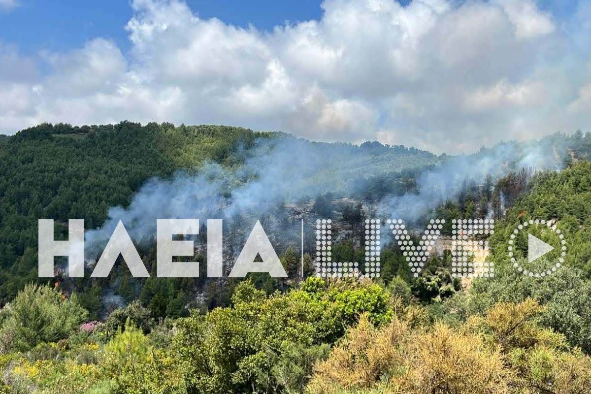 Συναγερμός στην Ηλεία: Μαζική κινητοποίηση για πυρκαγιά στο Λέπρεο με αεροπλάνο στη μάχη! - NewsPoint.gr