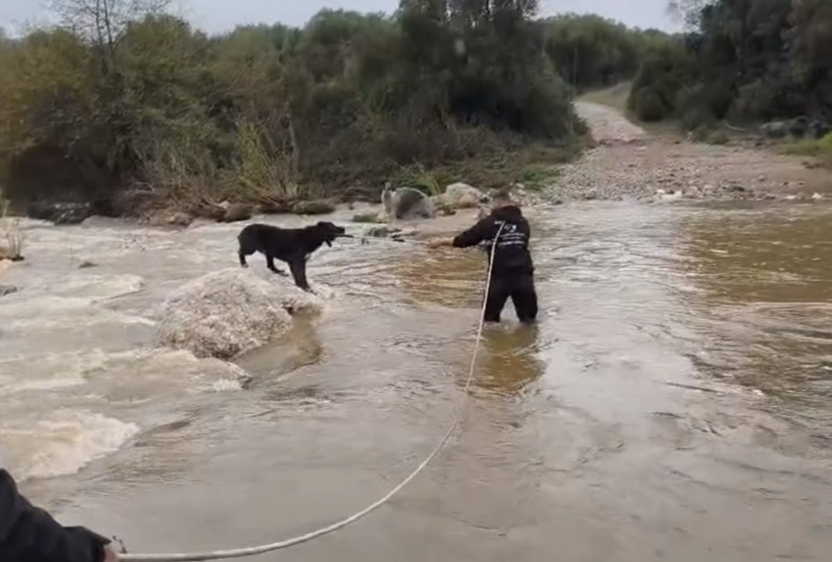 Συγκλονιστική διάσωση στη Χαλκιδική: Πώς σώθηκαν τα δύο τσοπανόσκυλα που παγιδεύτηκαν στον φουσκωμένο ποταμό – Δείτε το απίστευτο βίντεο - NewsPoint.gr