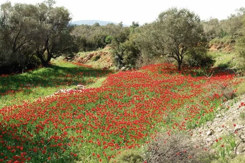 Η χιώτικη Άνοιξη σε κόκκινο φόντο: Το φαινόμενο που μαγεύει κάθε χρόνο με τις λαλάδες και την ιστορία τους - NewsPoint.gr