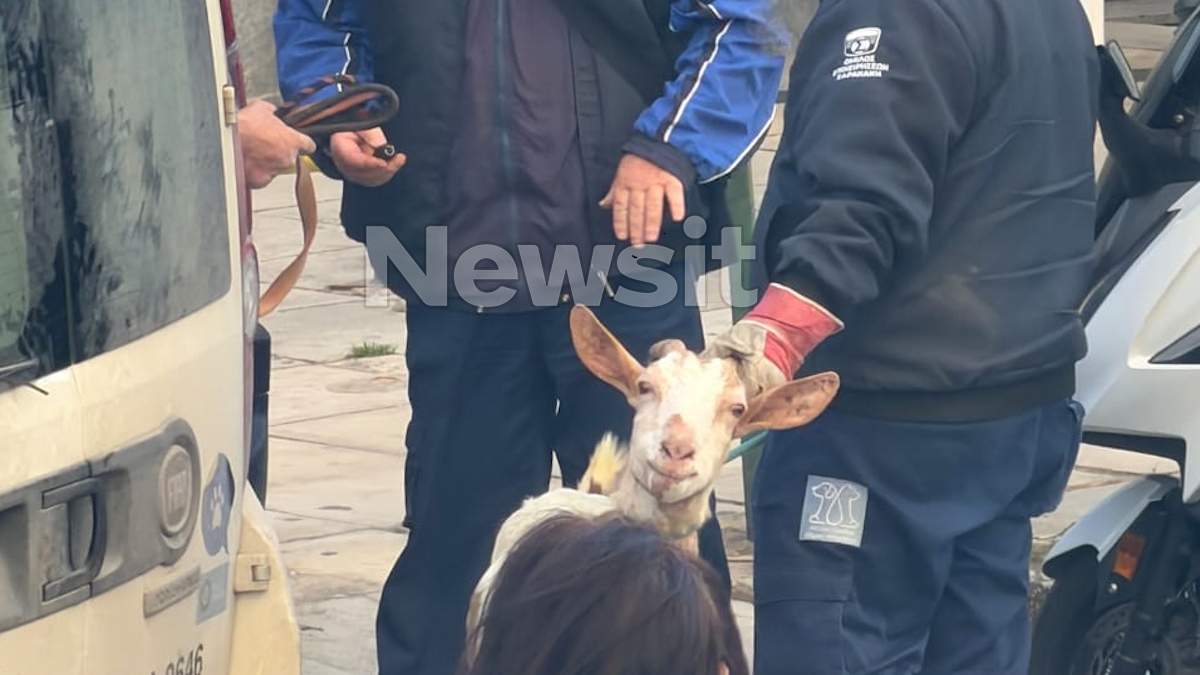 Απίστευτη υπόθεση στους Αμπελοκήπους: Ο ΕΦΕΤ ξεκαθαρίζει τη θέση του μετά το σκάνδαλο με ζώα σε ταράτσα! 15 Απίστευτη υπόθεση στους Αμπελοκήπους: Ο ΕΦΕΤ ξεκαθαρίζει τη θέση του μετά το σκάνδαλο με ζώα σε ταράτσα! - NewsPoint.gr