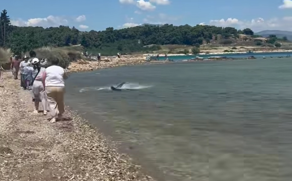 Πανικός στην Κόρινθο: Καρχαρίας εμφανίστηκε ξαφνικά δίπλα σε λουόμενους – Κανείς δεν περίμενε αυτό το θέαμα! - NewsPoint.gr