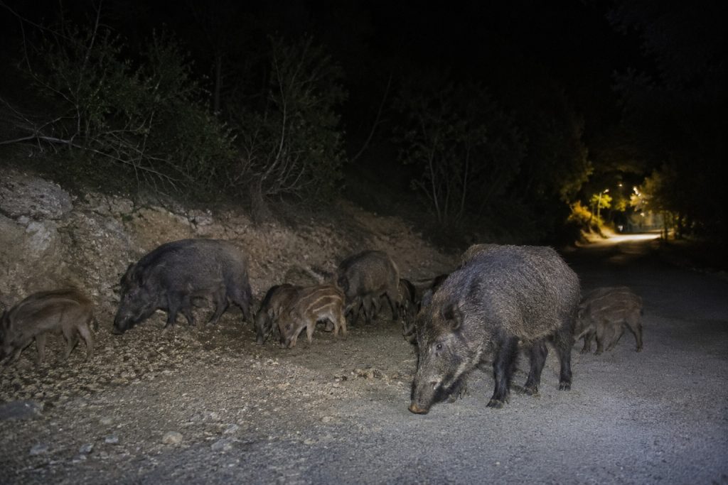 Σκηνές αγωνίας στον Βόλο: Τρεις ανήλικοι εγκλωβίστηκαν από μανιασμένη αγέλη αγριογούρουνων – Δείτε τι συνέβη - NewsPoint.gr