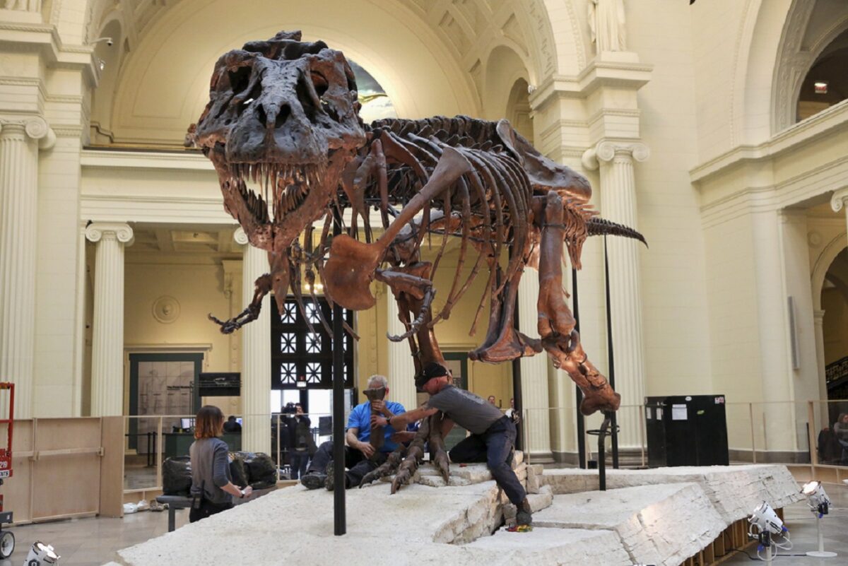Σοκ στην αγορά: Ο θρυλικός σκελετός T-Rex «Γκας» βγαίνει σε δημοπρασία – Τιμή-μαμούθ έως 30 εκατ. δολάρια! 1 Σοκ στην αγορά: Ο θρυλικός σκελετός T-Rex «Γκας» βγαίνει σε δημοπρασία – Τιμή-μαμούθ έως 30 εκατ. δολάρια! - NewsPoint.gr