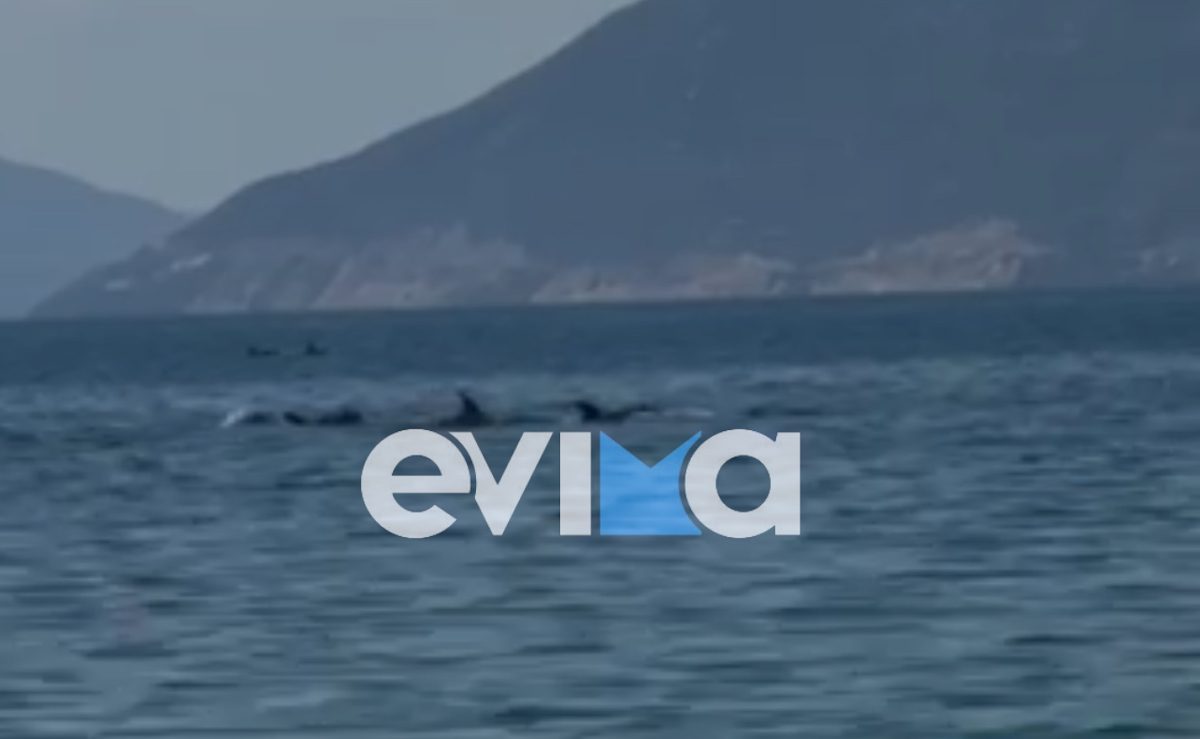 Σπάνια εμπειρία στην Εύβοια: Δελφίνια εμφανίστηκαν ξαφνικά δίπλα σε λουόμενους και τους άφησαν άφωνους! 1 Σπάνια εμπειρία στην Εύβοια: Δελφίνια εμφανίστηκαν ξαφνικά δίπλα σε λουόμενους και τους άφησαν άφωνους! - NewsPoint.gr